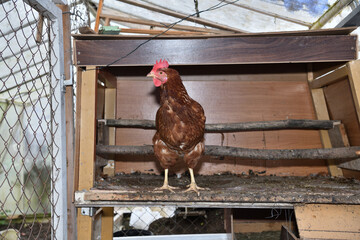 Portrait of a domestic hen's head at home in the village on the farm - 766400125