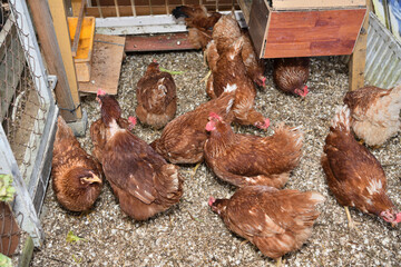 Top view of laying hen chickens eating on a home farm - 766400334