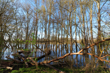 Loire river flood in Chécy village. Loire valley - 766400344