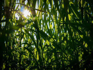 Green grass and sun rays