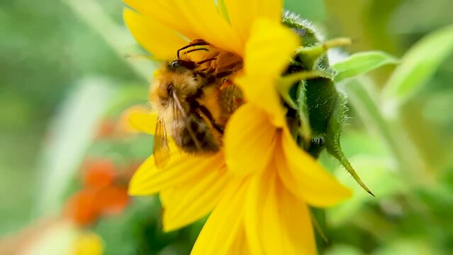 A bee pollinates a yellow flower.