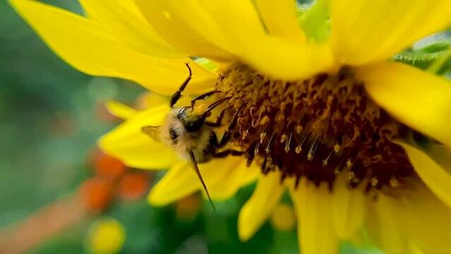 A bee pollinates a yellow flower, then flies away. Detailed video.