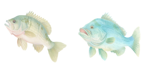  big bass fish watercolour vector illustration