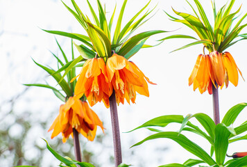 Crown Imperials flowers, Kaiser's Crown, Fritillaria imperialis in the garden, close-up, selective focus