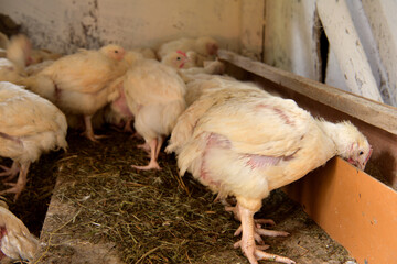 Hen broilers domestic fast breeding for meat on the chicken farm - 766402753
