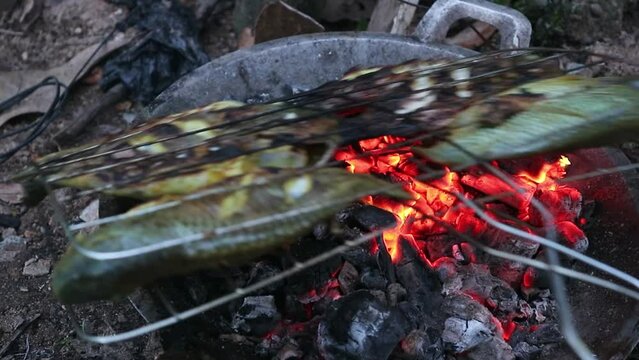Tilapia fish being grilled using charcoal
