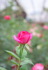 flower in garden natural outdoor