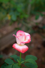 flower in garden natural outdoor