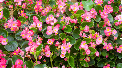 flower in garden natural outdoor