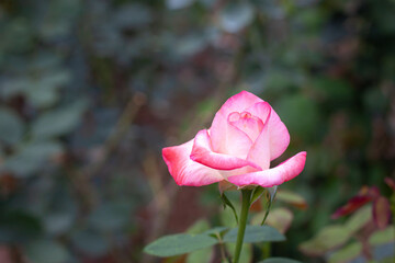 flower in garden natural outdoor