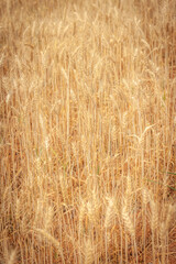 Golden Barley Field at Samoeng Chiang Mai
