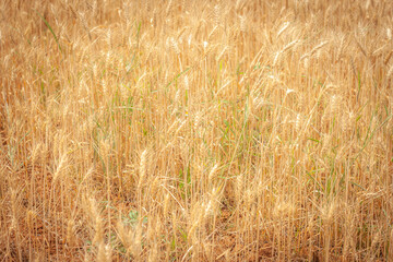 Golden Barley Field at Samoeng Chiang Mai