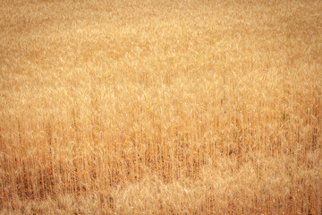 Golden Barley Field at Samoeng Chiang Mai