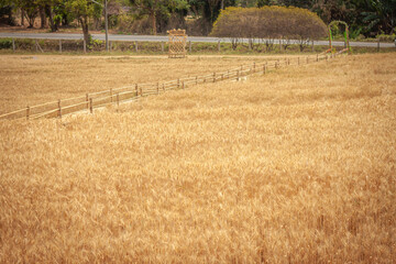 Golden Barley Field at Samoeng Chiang Mai