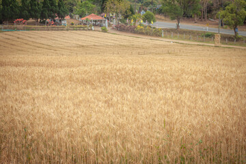 Golden Barley Field at Samoeng Chiang Mai