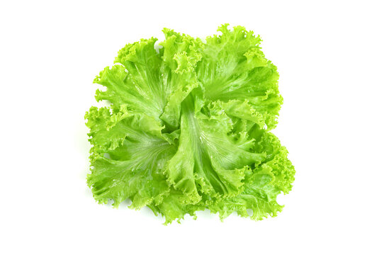 Lettuce leaf isolated on white background ,Green leaves pattern ,Salad ingredient