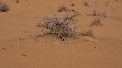 Dry bush in the Sahara Desert, outside of Douz, Tunisia