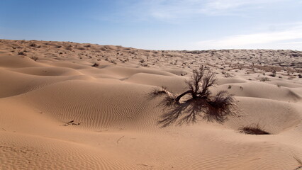 Dry bush in a valley surrounded by tall dunes in the Sahara Desert, outside of Douz, Tunisia