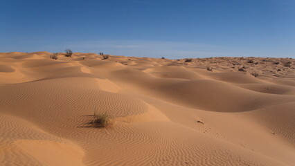 Fototapeta na wymiar Rolling sand dunes in the Sahara Desert, outside of Douz, Tunisia