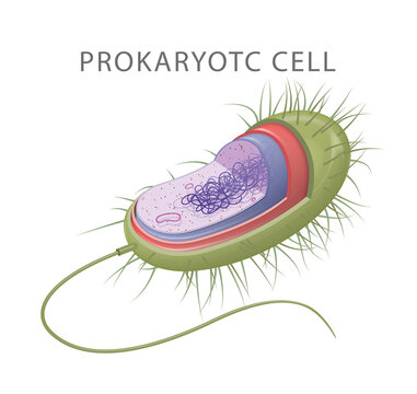 Prokaryotic cells: the smallest, simplest cell type