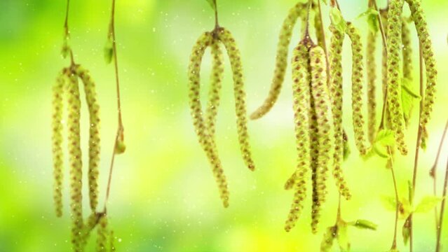 closeup of birch tree blossom in slow motion wind with pollen dust particle animation isolated on blurred background, nature scene with pollination in spring hay fever season