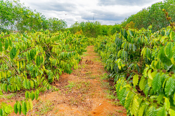 Fototapeta na wymiar The coffee tree. Arabica. Central Vietnam. The mountainous regions of the country.