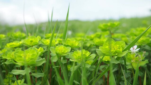 Euphorbia, flowering plant, spurge, Euphorbiaceae. Euphorbia serrata, serrated Tintern spurge, sawtooth upright spurge. Perennial herb. At the ends of the branches are inflorescences of tiny flowers.