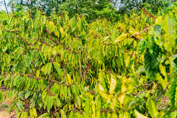 The coffee tree.
Arabica. Central Vietnam. The mountainous regions of the country.