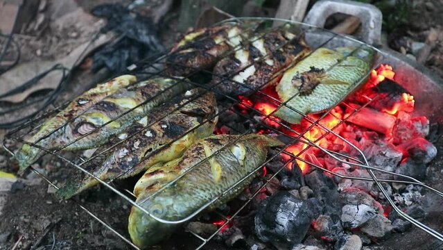 Tilapia fish being grilled using charcoal
