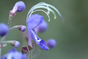 雁の空飛ぶ姿に似た花