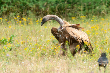 Vautour fauve,.Gyps fulvus, Griffon Vulture, Parc naturel régional des grands causses 48, Lozere, France