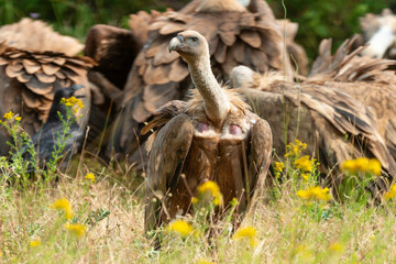 Vautour fauve,.Gyps fulvus, Griffon Vulture, Parc naturel régional des grands causses 48, Lozere, France