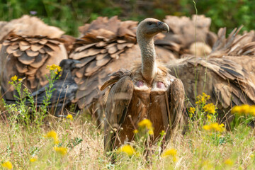 Vautour fauve,.Gyps fulvus, Griffon Vulture, Parc naturel régional des grands causses 48, Lozere, France