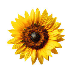 One sunflower blossoms isolated on transparent background