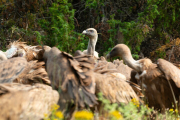 Vautour fauve,.Gyps fulvus, Griffon Vulture, Parc naturel régional des grands causses 48, Lozere, France
