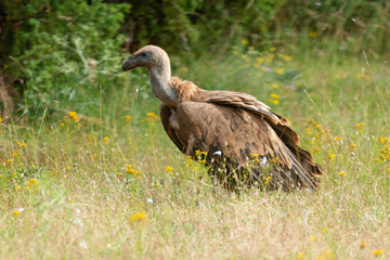 Obraz na płótnie Canvas Vautour fauve,.Gyps fulvus, Griffon Vulture, Parc naturel régional des grands causses 48, Lozere, France