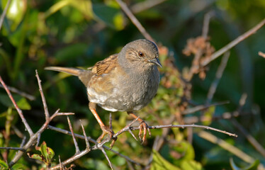 Fauvette grisette,.Curruca communis, Common Whitethroat