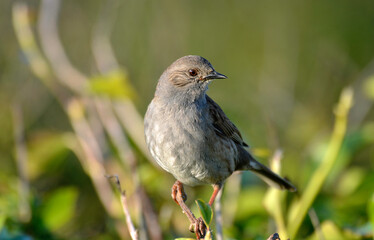 Fauvette grisette,.Curruca communis, Common Whitethroat