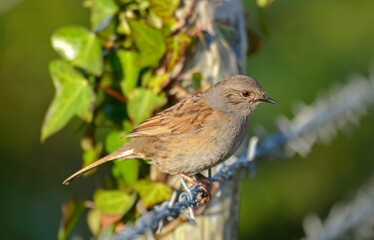 Fauvette grisette,.Curruca communis, Common Whitethroat