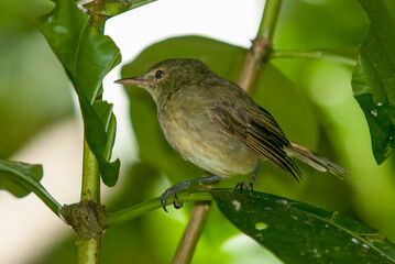 Fauvette des Seychelles, Rousserolle des Seychelles, Acrocephalus seychellensi, Seychelles Warbler, Réserve naturelle, Ile Aride, Iles Seychelles