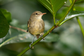 Fauvette des Seychelles, Rousserolle des Seychelles, Acrocephalus seychellensi, Seychelles Warbler, Réserve naturelle, Ile Aride, Iles Seychelles