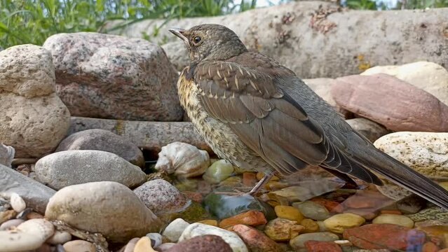 A thrush bird on a forest pond.