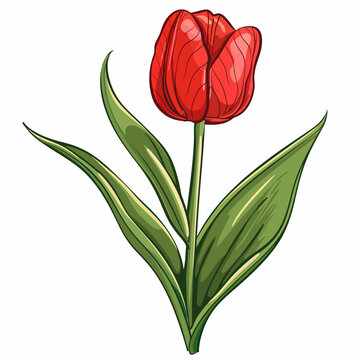 red tulip flower with green leaves clip art preview