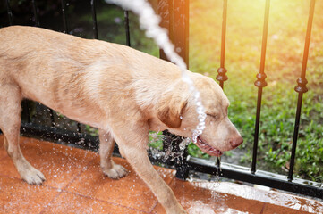 Spray clean water on labrador dog