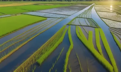 Fotobehang Rice seedling fields, rice plantations © A_A88