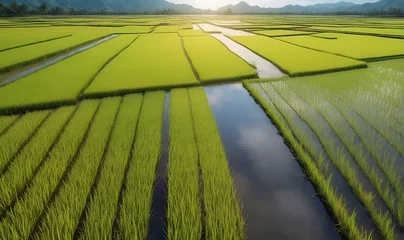 Deurstickers Rice seedling fields, rice plantations © A_A88