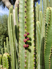 large green cactus with cute red flowers