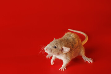 Rat isolated on a red background. Close-up portrait of a mouse. The rodent stands on its paws. Photo for cutting and writing