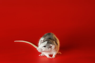 Colored black and white rat isolated on a red background. Close-up portrait of a mouse. The rodent stands on its paws. Photo for cutting and writing