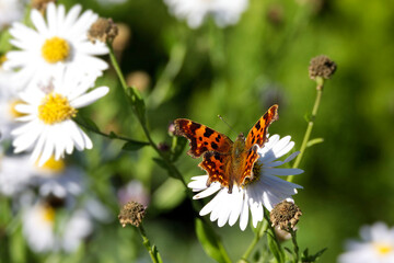 Comma butterfly (Polygonia c-album) perched on a daisy in Zurich, Switzerland